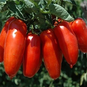 Seminte rosii soi determinat pentru camp San Marzano Nano 4, Florian, 0.5 g