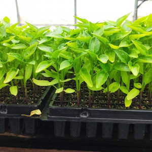 Tavi alveolare pentru rasaduri - semanat, legume si flori, alveole 406 celule