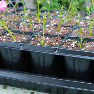 Tavi alveolare pentru rasaduri - semanat, legume si flori, alveole 85 celule