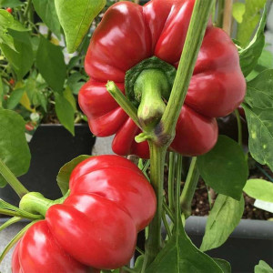 Ardei gogosar Topepo Rosso (150 seminte) soi timpuriu rosu inchis stralucitor, Agrosem