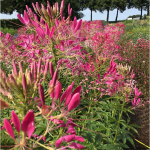 Seminte de Cleome Rose Queen, 0,75g, Buzzy, Olanda