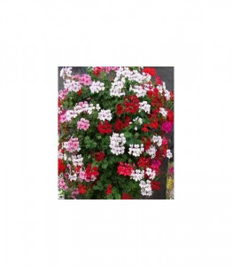 Seminte de Muscata curgatoare mix/ Pelargonium, 1g