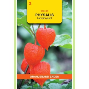Seminte de Physalis gigantea, 0,25g, Oranjeband Zaden, Olanda