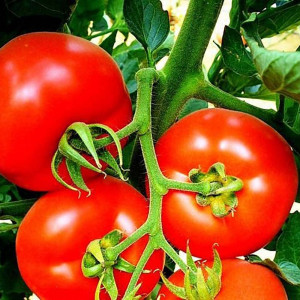 Seminte de tomate Buzau 4, soi semitimpuriu, cu crestere determinata, 25gr