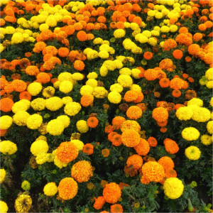 Seminte mix de flori Craite inalte 0.75g Agrosem