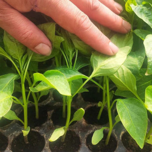 Tavi alveolare pentru rasaduri - semanat, legume si flori, alveole 85 celule