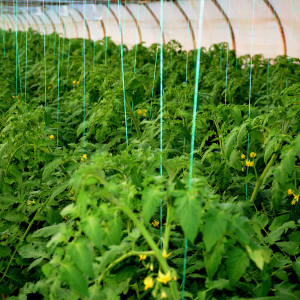 Ata de palisat legume, Nova, protectie UV, 1 Kg, 1800m, verde