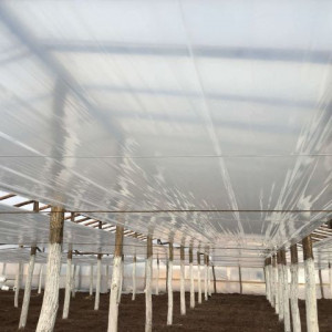 Folie termica solar si sera, 4.2m x 300m