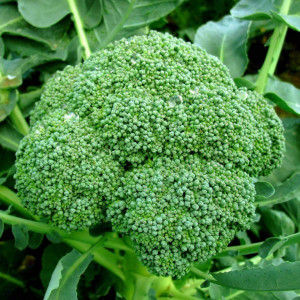 Seminte de Broccoli Calabrese, 3g