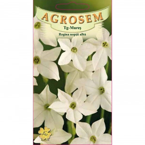 Seminte de flori Regina noptii alba, cu miros puternic placut, Agrosem, 0,3 gr