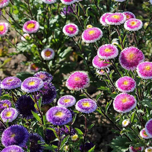 Seminte de Ochiul Boului bicolor mix, planta decorativa anuala cu flori mari, bicolore, Agrosem