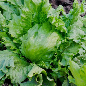 Seminte de salata tip iceberg, Great Lakes, Agrosem, 2gr