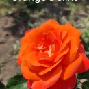 Orange Deliht