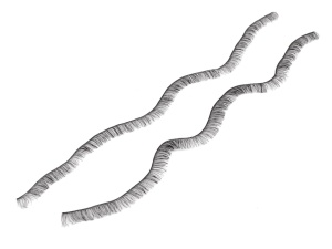 Gene decorative