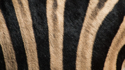 Covoarele în formă de animale în design-ul camerelor pentru copii: Idei creative de amenajare