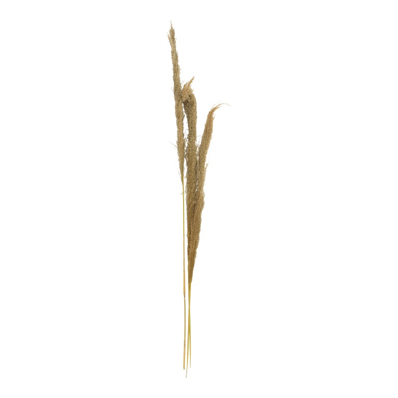 Set 3 decoratiuni pampas Beroun Natural H140 cm