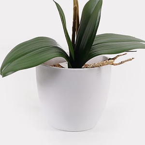 Planta decorativa cu ghiveci Orchid Alb 36x17x65 cm - Img 3