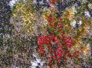 Covor, Kolibri, Maro, 200x300 cm, Delta Kolibri 11582 BG92 - Img 3