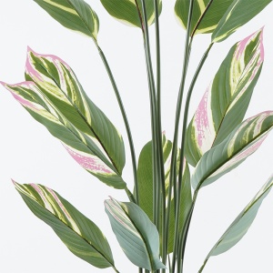 Planta decorativa Aglaonema Verde 80x80x150 cm - Img 2