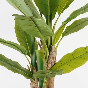 Planta decorativa cu ghiveci Banana Tree Verde 53x53x190 cm - Img 2