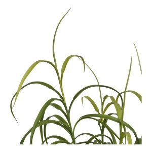 Planta artificiala decorativa Iarba, Verde, 36x36x89 cm