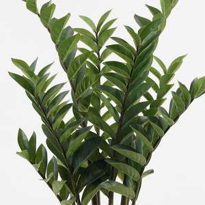 Planta decorativa cu ghiveci Zamia Verde 52x52x88 cm - Img 2