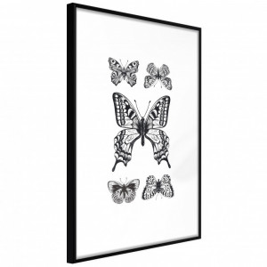 Poster - Butterfly Collection IV, cu Ramă neagră, 40x60 cm