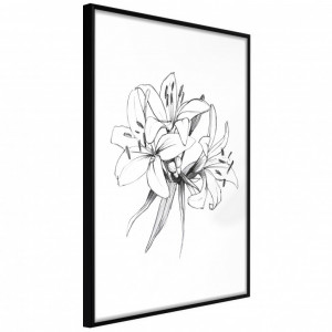 Poster - Sketch of Lillies, cu Ramă neagră, 30x45 cm
