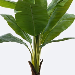 Planta decorativa cu ghiveci Musa Negru 105x105x180 cm - Img 2