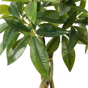 Planta decorativa cu ghiveci Pachira Negru 40x40x60 cm - Img 2