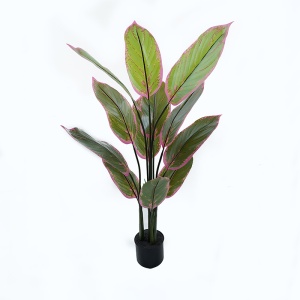 Planta decorativa cu ghiveci Calathea Verde 68x68x120 cm