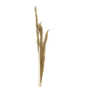 Set 3 decoratiuni pampas Beroun Natural H140 cm - Img 2