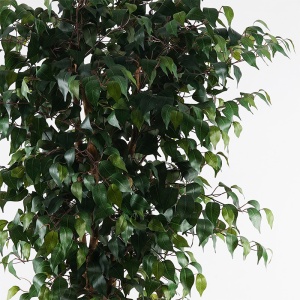 Planta decorativa Banyan Verde 95x95x180 cm - Img 2