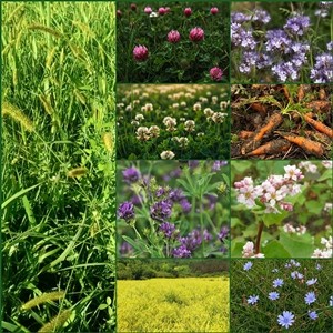 Seminte plante furajere