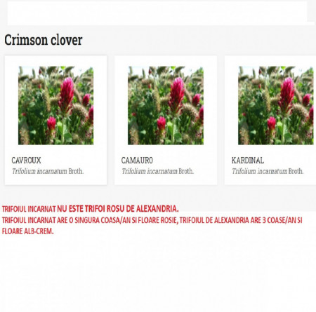 soiuri de trifoi incarnat sau crimson diferite de trifoi de alexandria