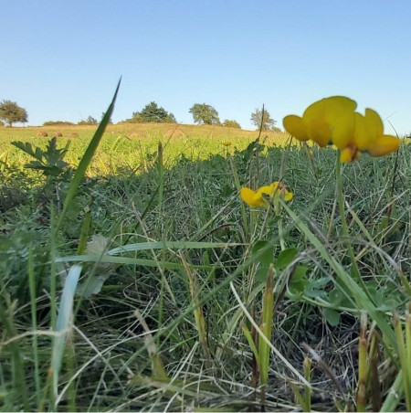 Amestec seminte inierbare - recultivare antieroziune