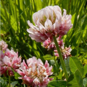 Trifoi suedez 1KG (Trifolium hibridum)
