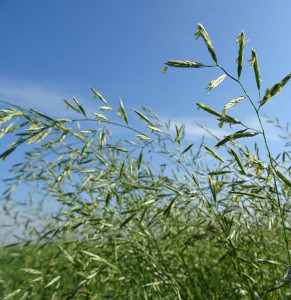 Paius de livezi (Festuca pratensis)