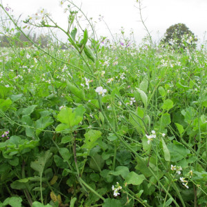 Ridiche oleaginoasa furajera (Raphanus sativus var. oleiformis )