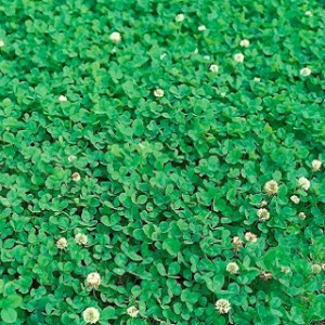 Trifoi alb pitic gazonabil (Microclover)