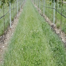 Terra Vinifera cu trifoi alb