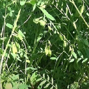Linte (Lens culinaris)