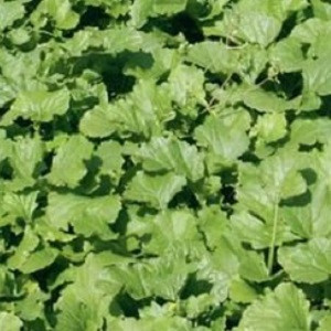 Naveta furajera (Brassica rapa subsp. oleifera)