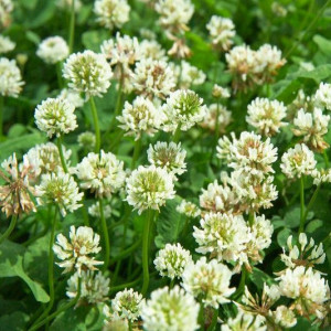 Trifoi alb (Trifolium repens)