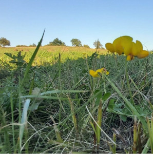 Amestec seminte inierbare - recultivare antieroziune