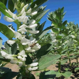 Bob (Vicia faba)