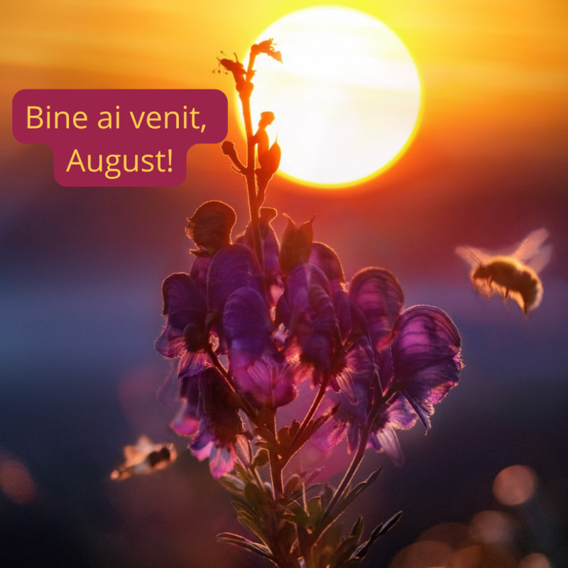 Augustru, Măselar, Gustar, Secerar sau August, cum îl știm cu toții!