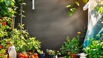 Grădinăritul în Iulie: Ghidul Complet pentru Îngrijirea Plantelor în Caniculă