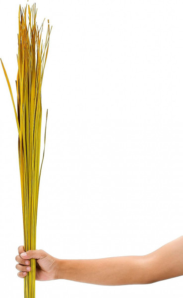 Buchet decorativ pentru vaze de podea LEEWADEE, iarba naturala uscata, galben, 120 cm - Img 1