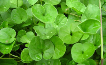 Seminte de trifoi Eysii, 50 bucati, verde, 5-7 cm